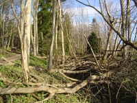  what a mess! some windblown, but most just left like this by Electricity Board after clearing access under a power line